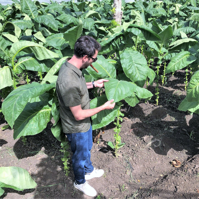 Yann dans une plantation chez E.P. Carrillo Yann dans une plantation chez E.P. Carrillo